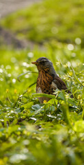 bird on a grass