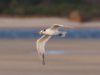 Royal Tern in flight with a fish in its beak