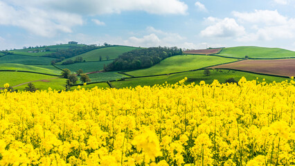 Rapeseed fields and farms, Devon, England