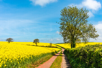 Rapeseed fields and farms, Devon, England