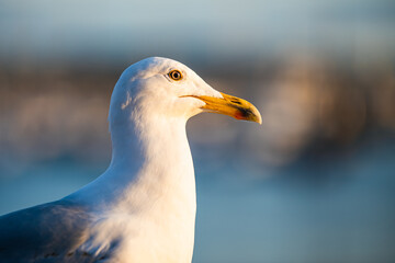 Portrait of European Herring Gull, Larus argentatus
