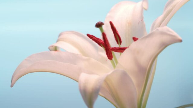 Lily flower blooming under sunlight on blurred nature background.