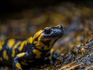 Una salamandra en el bosque 