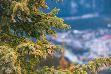 pine tree with cones branches