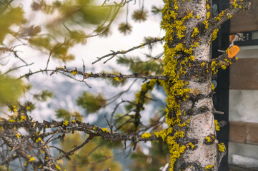 yellow moss on the tree