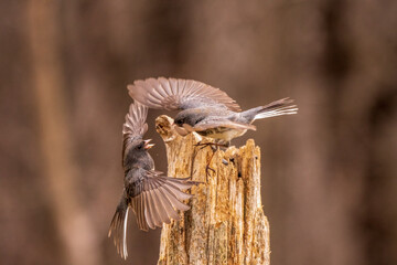 Dark eyed Juncos competing on a post