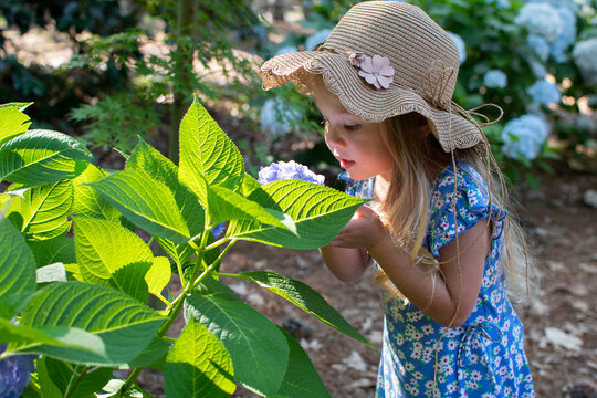 Cute toddler girl in a hat sniffing a flower of hydrangea in the garden. Child gardening