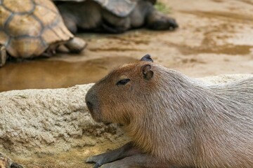 とても眠そうに見えるカピバラ