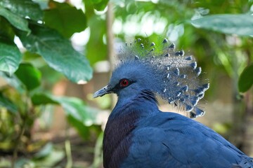 冠羽がとてもきれいなオウギバト