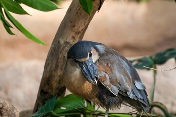 木陰でのんびりくつろぐヒロハシサギ