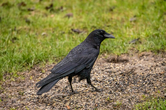 crow on the ground