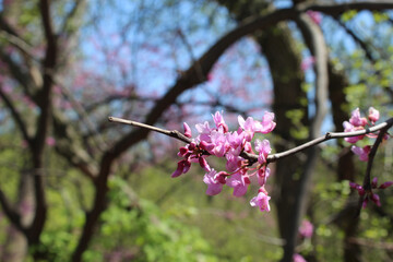 Eastern redbud blossoms at Algonquin Woods in Des Plaines, Illinois
