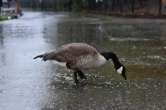 Goose Foraging on a Wet New York Sidewalk 