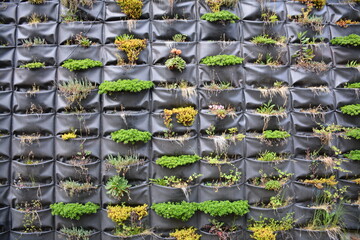 Mur végétal extérieur