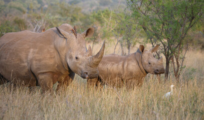 Fototapeta premium Breitmaulnashorn und Rotschnabel-Madenhacker / Square-lipped rhinoceros and Red-billed oxpecker / Ceratotherium simum et Buphagus erythrorhynchus.