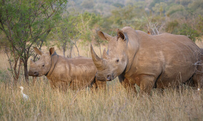 Fototapeta premium Breitmaulnashorn / Square-lipped rhinoceros / Ceratotherium simum.