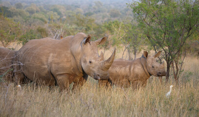 Breitmaulnashorn und Rotschnabel-Madenhacker / Square-lipped rhinoceros and Red-billed oxpecker /...