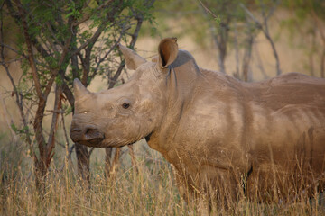 Fototapeta premium Breitmaulnashorn / Square-lipped rhinoceros / Ceratotherium simum.