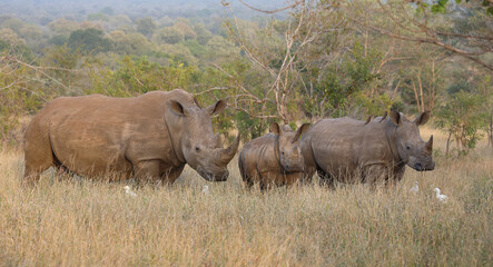 Obraz premium Breitmaulnashorn / Square-lipped rhinoceros / Ceratotherium simum.