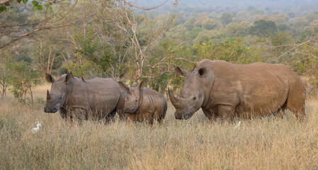 Fototapeta premium Breitmaulnashorn und Rotschnabel-Madenhacker / Square-lipped rhinoceros and Red-billed oxpecker / Ceratotherium simum et Buphagus erythrorhynchus.