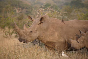 Breitmaulnashorn und Rotschnabel-Madenhacker / Square-lipped rhinoceros and Red-billed oxpecker /...