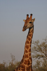 Giraffe / Giraffe / Giraffa camelopardalis