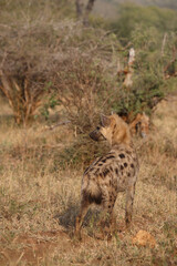 Tüpfelhyäne / Spotted hyaena / Crocuta crocuta
