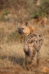 Tüpfelhyäne / Spotted hyaena / Crocuta crocuta