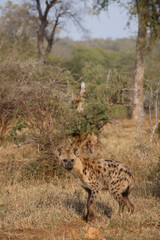 Tüpfelhyäne / Spotted hyaena / Crocuta crocuta