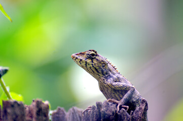 chameleon on tree branch