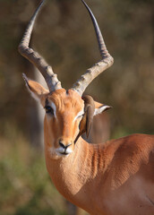 Fototapeta premium Schwarzfersenantilope / Impala / Aepyceros melampus