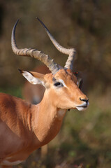 Schwarzfersenantilope / Impala / Aepyceros melampus