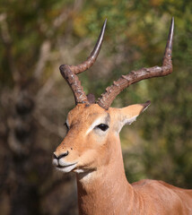 Schwarzfersenantilope / Impala / Aepyceros melampus