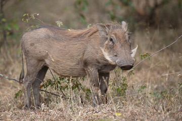 Warzenschwein / Warthog / Phacochoerus africanus