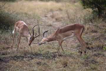 Schwarzfersenantilope / Impala / Aepyceros melampus