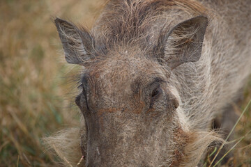 Warzenschwein / Warthog / Phacochoerus africanus