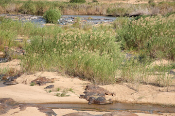 Afrikanischer Busch - Krügerpark - Crocodile River / African Bush - Kruger Park - Crocodile River /