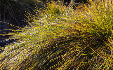 Golden grasses in Cradle Mountain, Tasmania Australia