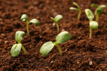Green seedlings growing in garden outdoors