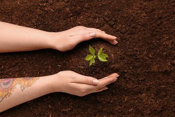 Woman planting green seedling outdoors