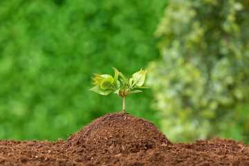 Green seedling growing in garden