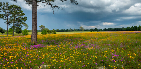 Suwannee County Countryside, Florida