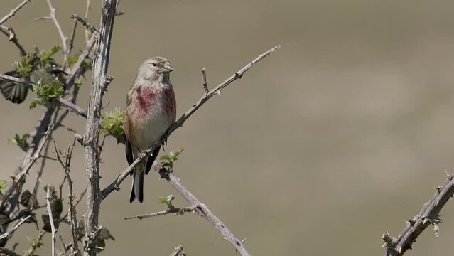 Common Linnet perched on a bush singing
