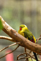 Beautiful regent parrot with his yellow and olive feather and red beak.