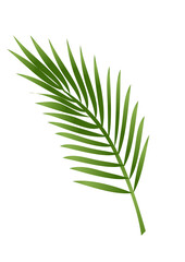 Palm leaf