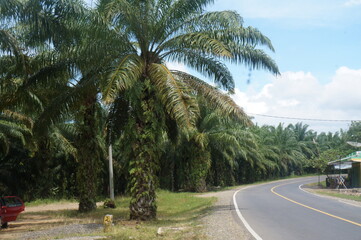 Obraz na płótnie Canvas palm trees on the road