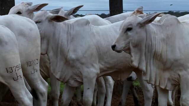 Herd of domestic white Nelore cows walking in a crowded pen on a gloomy day