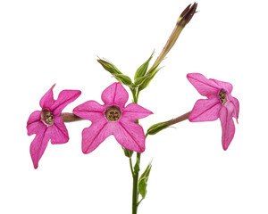 Pink flowers of fragrant tobaccoo, lat. Nicotiana sanderae, isolated on white background