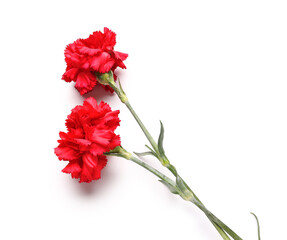 Two red carnations on white background
