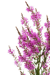 Naklejka premium Lythrum salicaria flowers isolated on white background